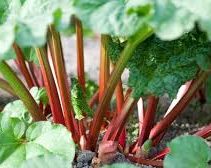 Carottes fraîchement récoltées, de couleur orange, avec un feuillage vert.
