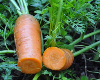 Carottes fraîchement récoltées, de couleur orange, avec un feuillage vert.