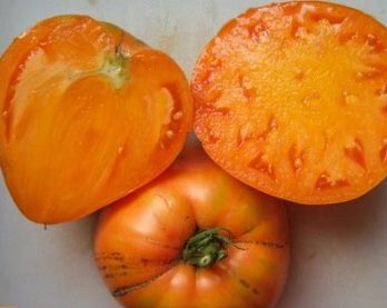 Carottes fraîchement récoltées, de couleur orange, avec un feuillage vert.